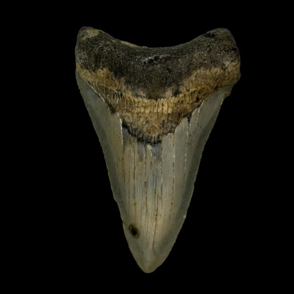 3.37" Megalodon Tooth Fossil
