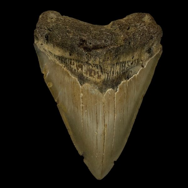 4.16" Megalodon Tooth Fossil