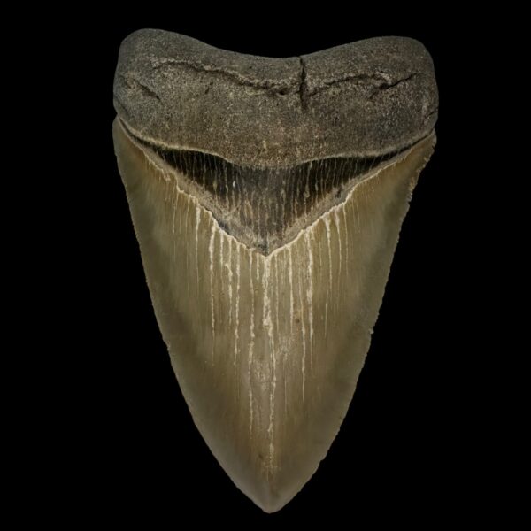 4.51" Serrated Megalodon Tooth Fossil