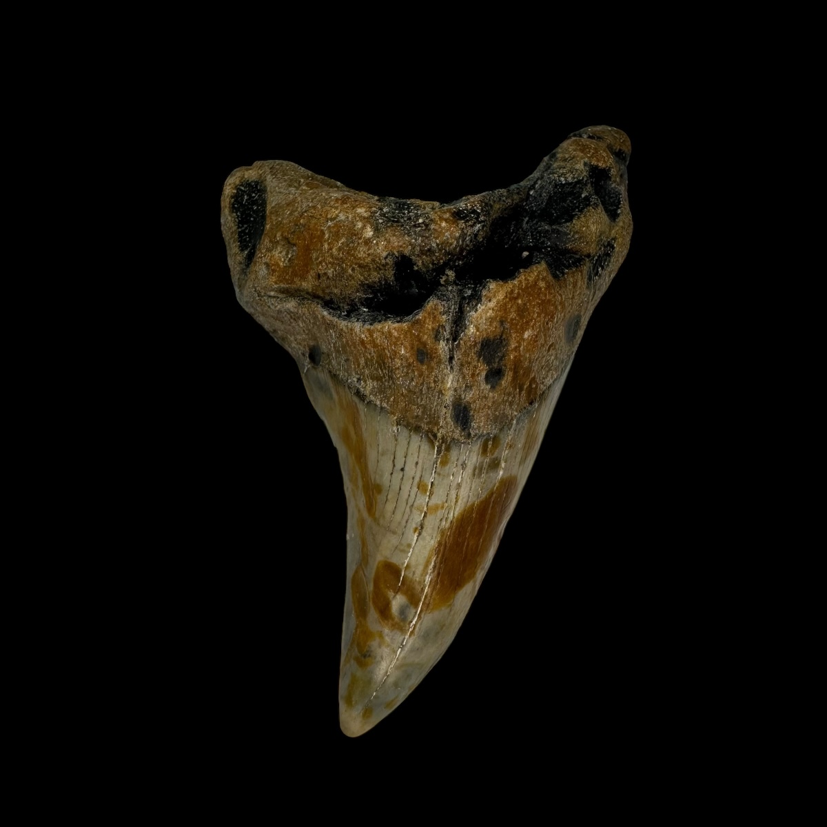 Paratodus Benedini Tooth Fossil 2.76"