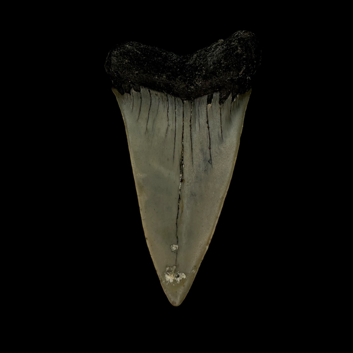 Fossil Mako Tooth 2.69" - Image 2