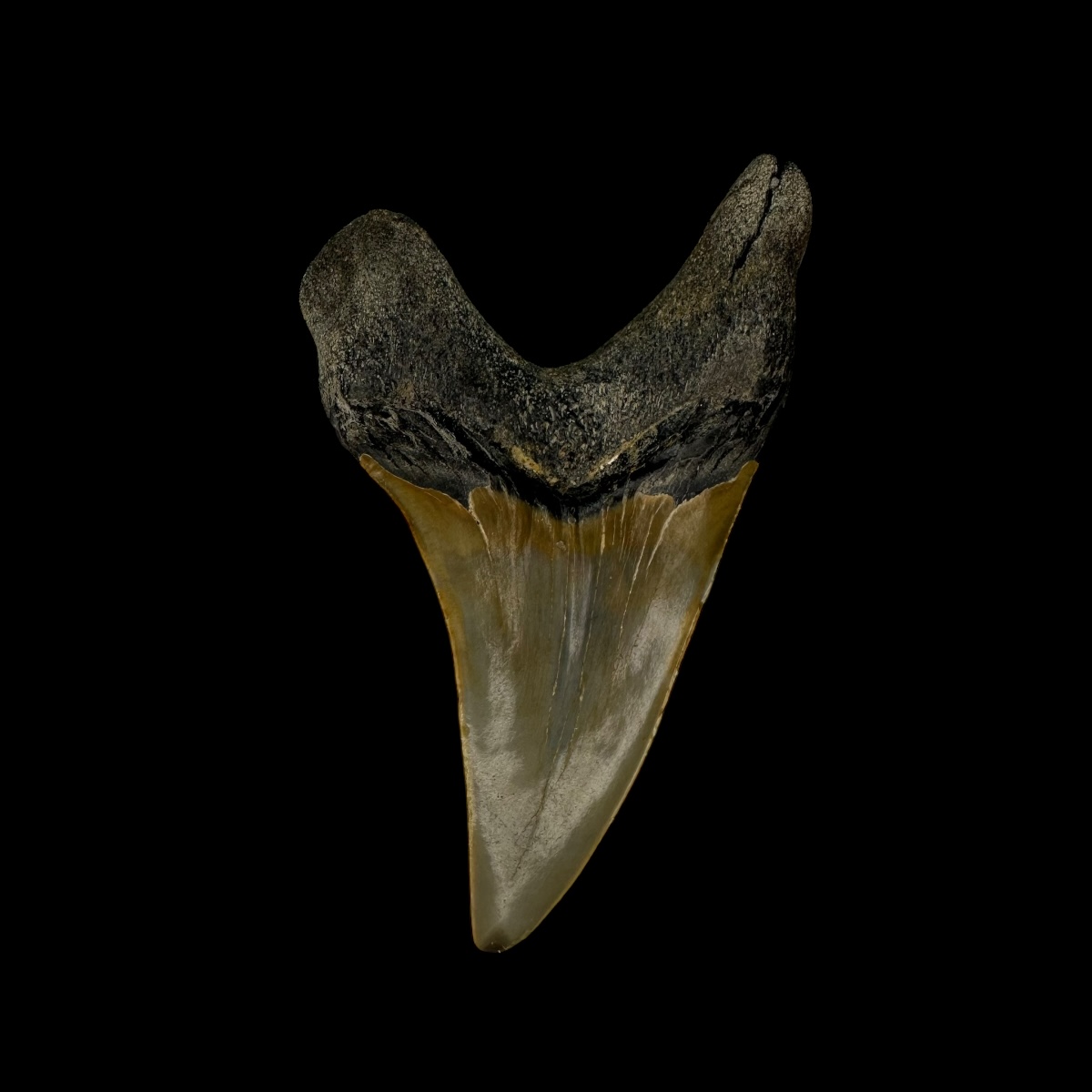 Paratodus Benedini Tooth Fossil 2.62" - Image 2