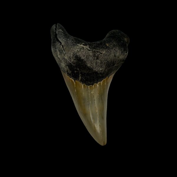 Paratodus Benedini Tooth Fossil 2.62"