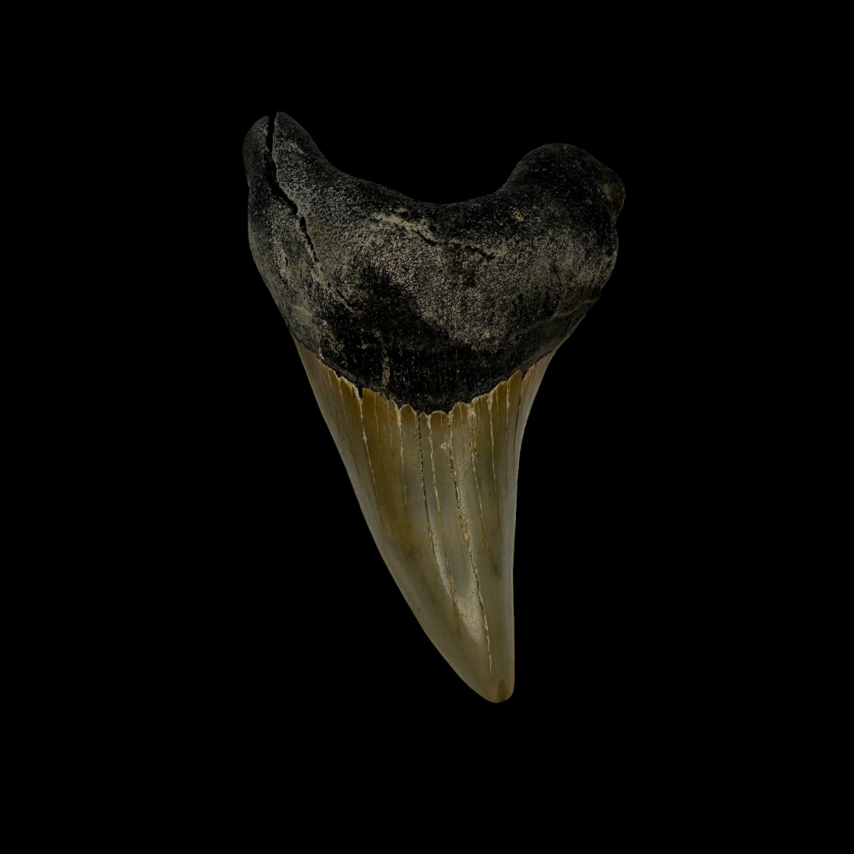 Paratodus Benedini Tooth Fossil 2.62"