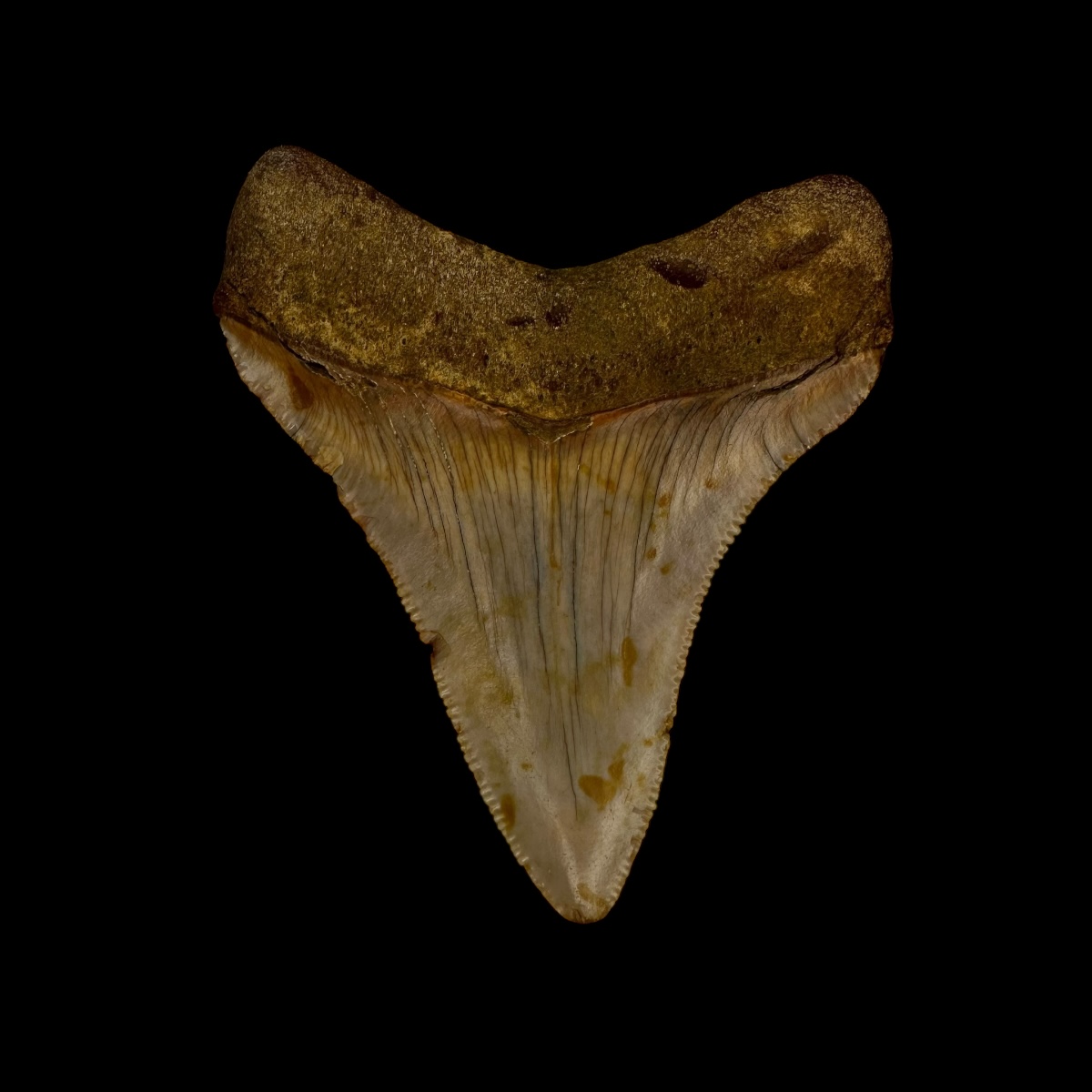 Fossil Chubutensis Tooth 2.62" - Image 2