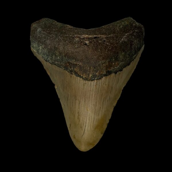 3.81" Megalodon Tooth Fossil