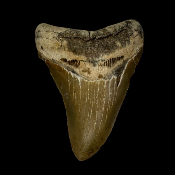 3.47" Megalodon Tooth Fossil