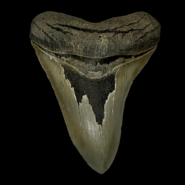 4.19" Serrated Megalodon Tooth Fossil
