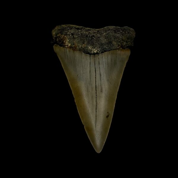 Fossil Mako Tooth 2.38"