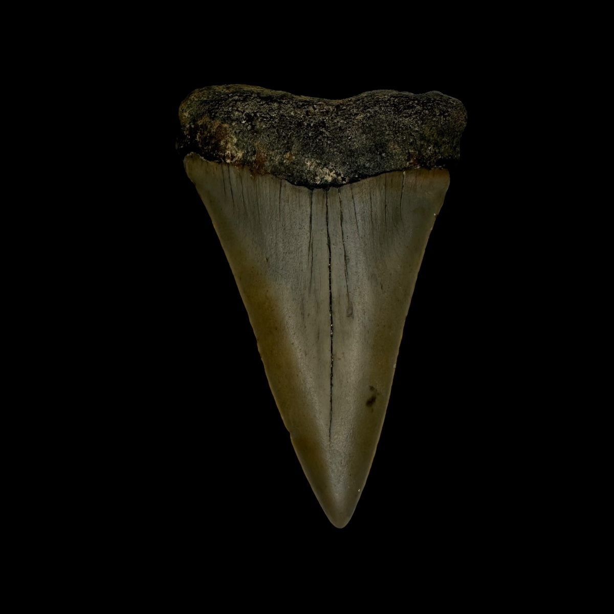 Fossil Mako Tooth 2.38"