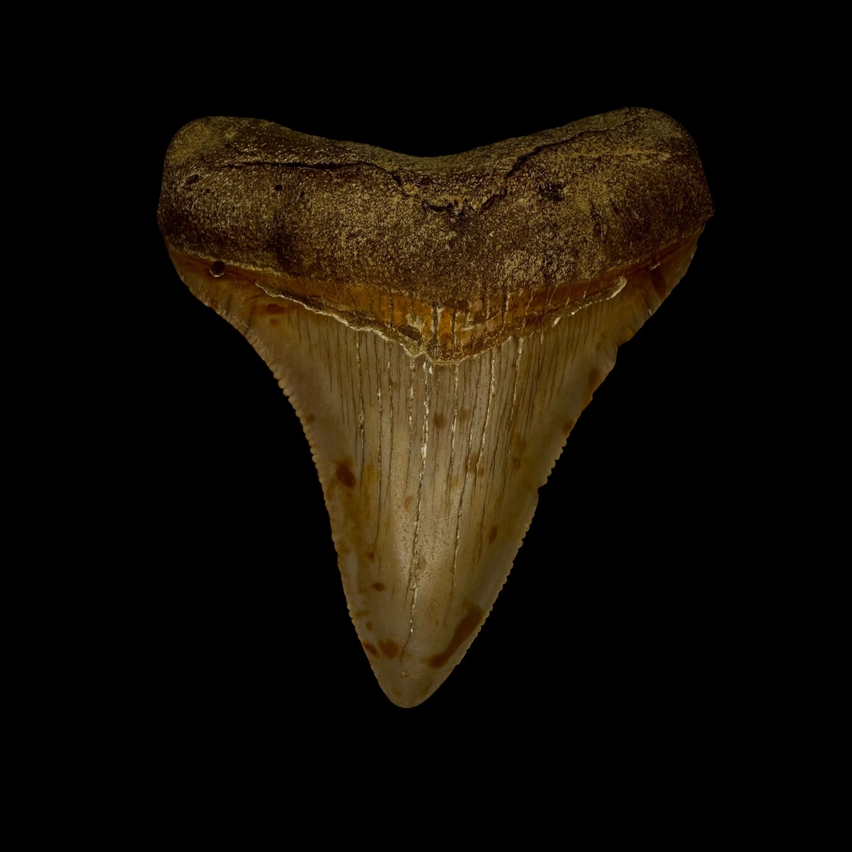 Fossil Chubutensis Tooth 2.62"