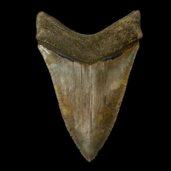 4.90" Serrated Megalodon Tooth Fossil - Image 2