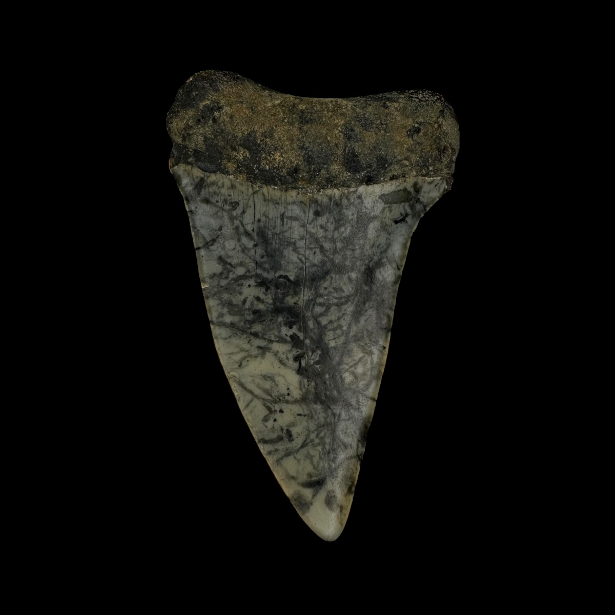 Fossil Mako Tooth 2.34" - Image 2
