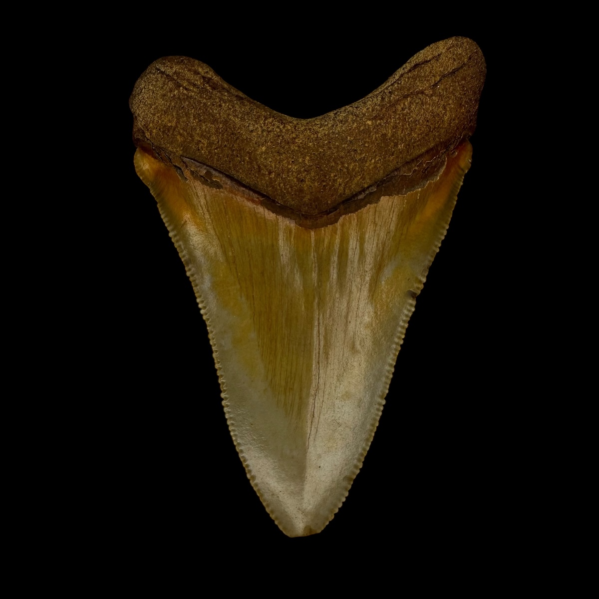 Fossil Chubutensis Tooth 3.10" - Image 2