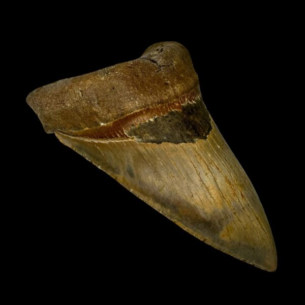 4.90" Serrated Megalodon Tooth Fossil - Image 4