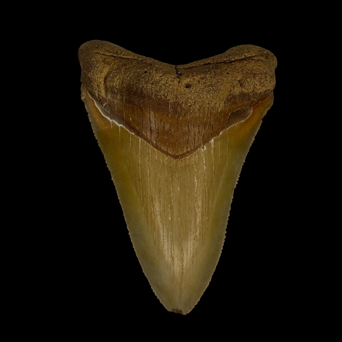 Fossil Chubutensis Tooth 3.10"