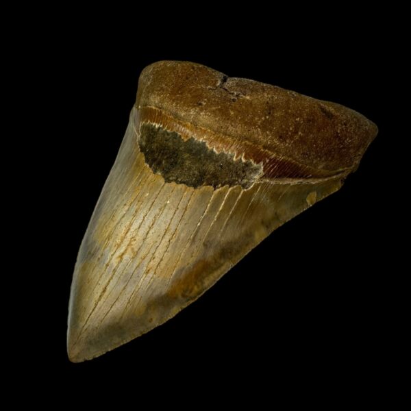 4.90" Serrated Megalodon Tooth Fossil - Image 3