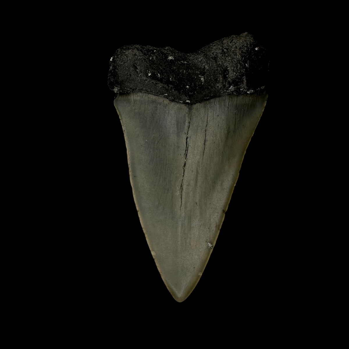 Fossil Mako Tooth 2.70" - Image 2