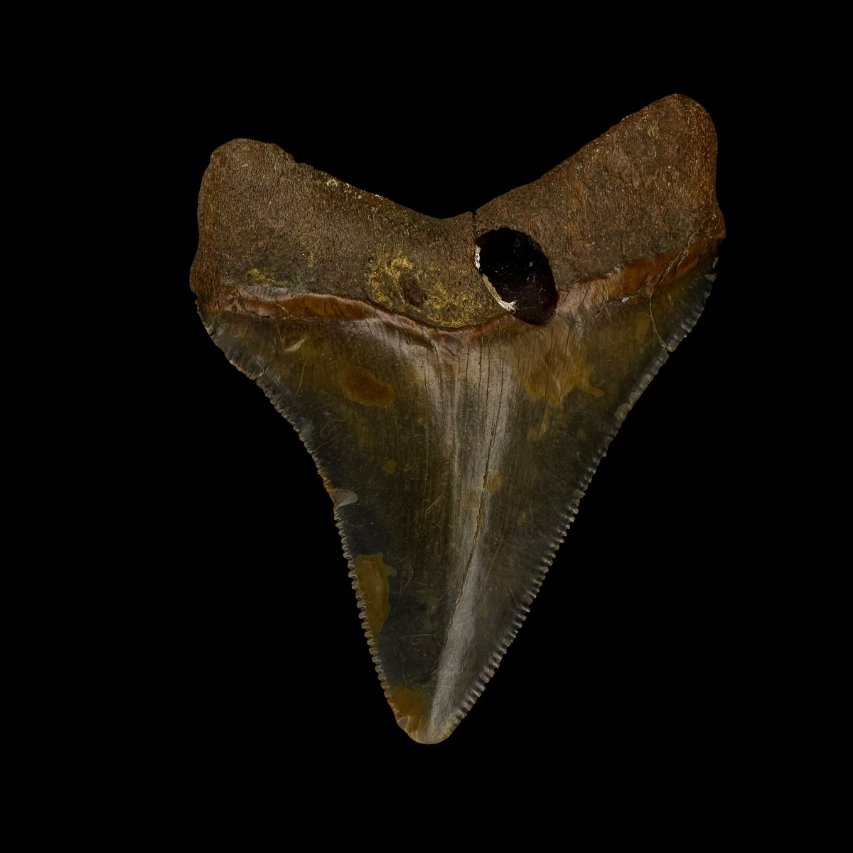 Fossil Chubutensis Tooth 2.59" - Image 2