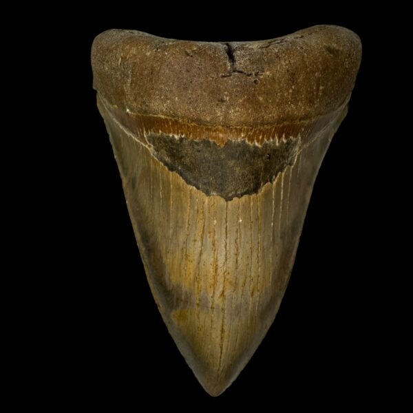 4.90" Serrated Megalodon Tooth Fossil
