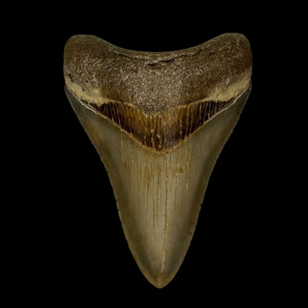 3.45" Serrated Megalodon Tooth Fossil