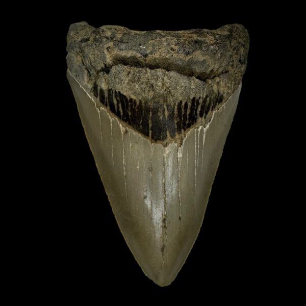 4.20" Serrated Megalodon Tooth Fossil