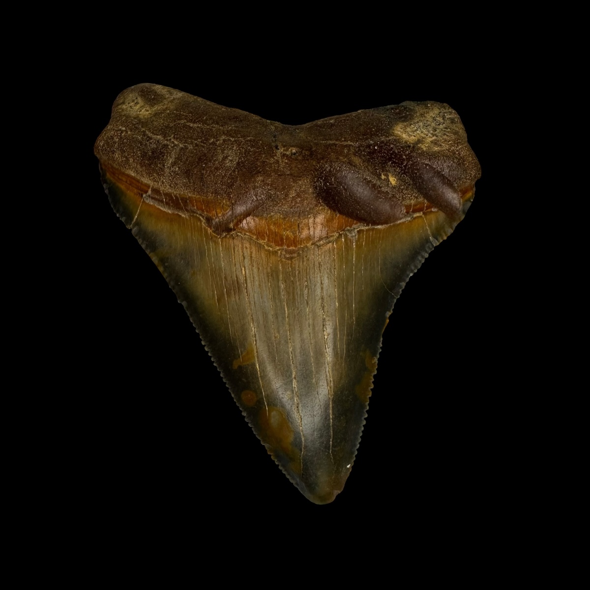 Fossil Chubutensis Tooth 2.59"