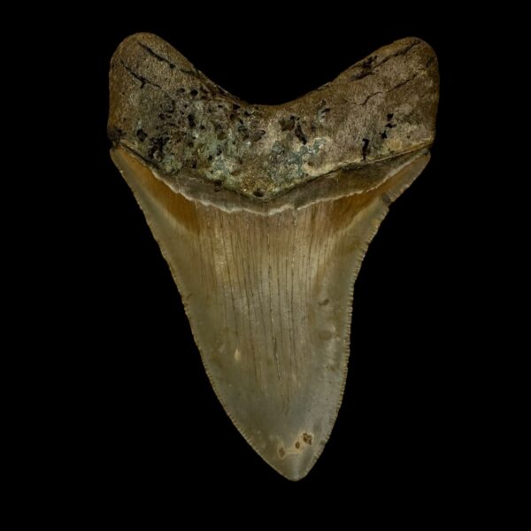3.86" Serrated Megalodon Tooth Fossil - Image 2