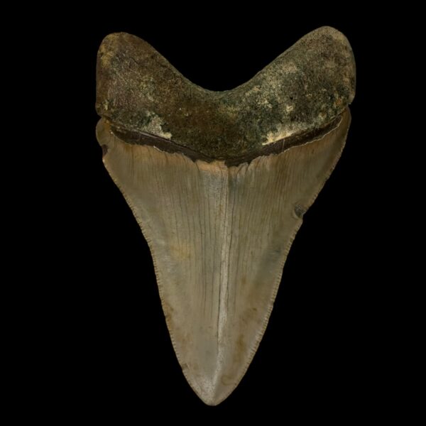 4.20" Serrated Megalodon Tooth Fossil - Image 2