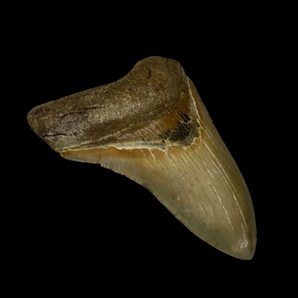 3.86" Serrated Megalodon Tooth Fossil - Image 4