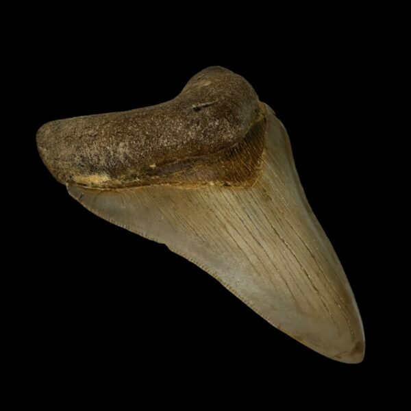 4.20" Serrated Megalodon Tooth Fossil - Image 4