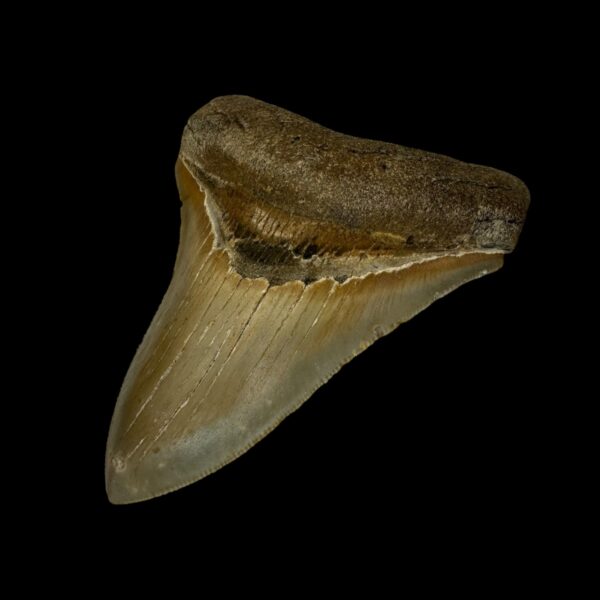 3.86" Serrated Megalodon Tooth Fossil - Image 3