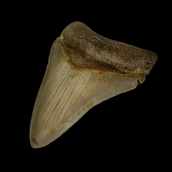 4.20" Serrated Megalodon Tooth Fossil - Image 3