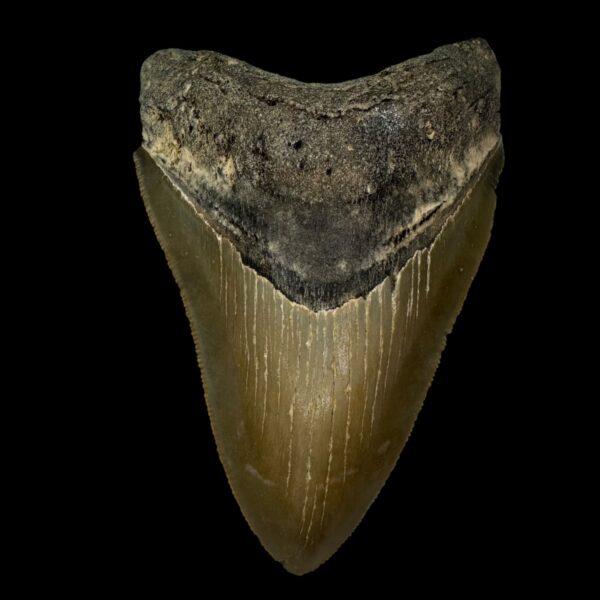 4.78" Serrated Megalodon Tooth Fossil