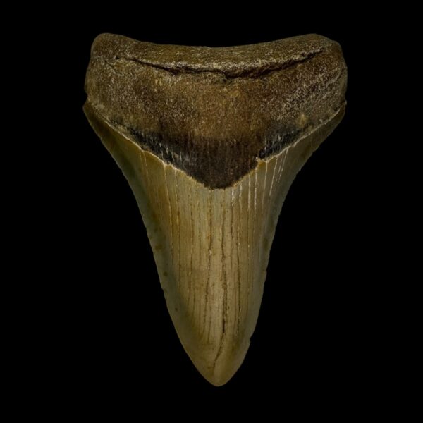 3.71" Megalodon Tooth Fossil