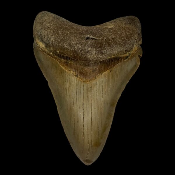 4.20" Serrated Megalodon Tooth Fossil