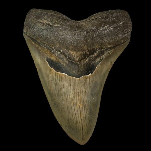 5.21" Megalodon Tooth Fossil
