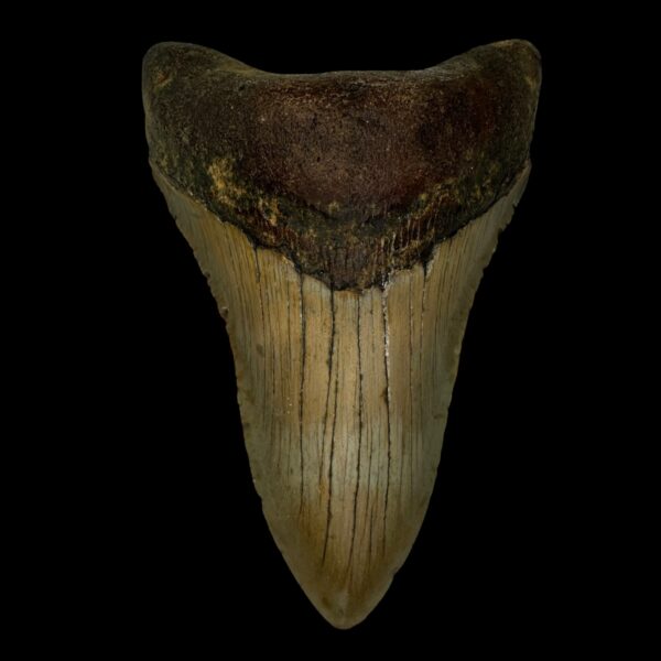 4.81" Megalodon Tooth Fossil