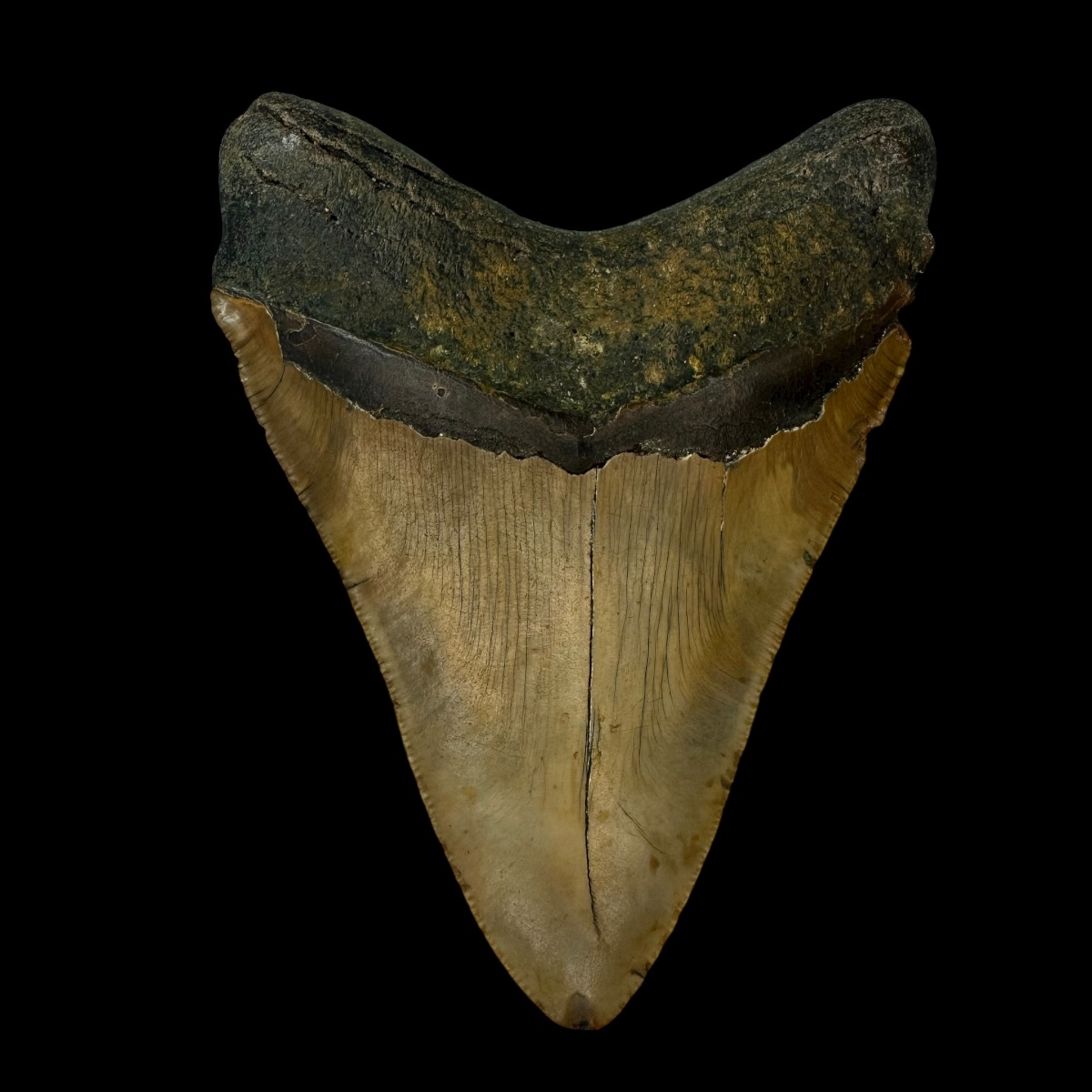 4.62" Megalodon Tooth Fossil - Image 2