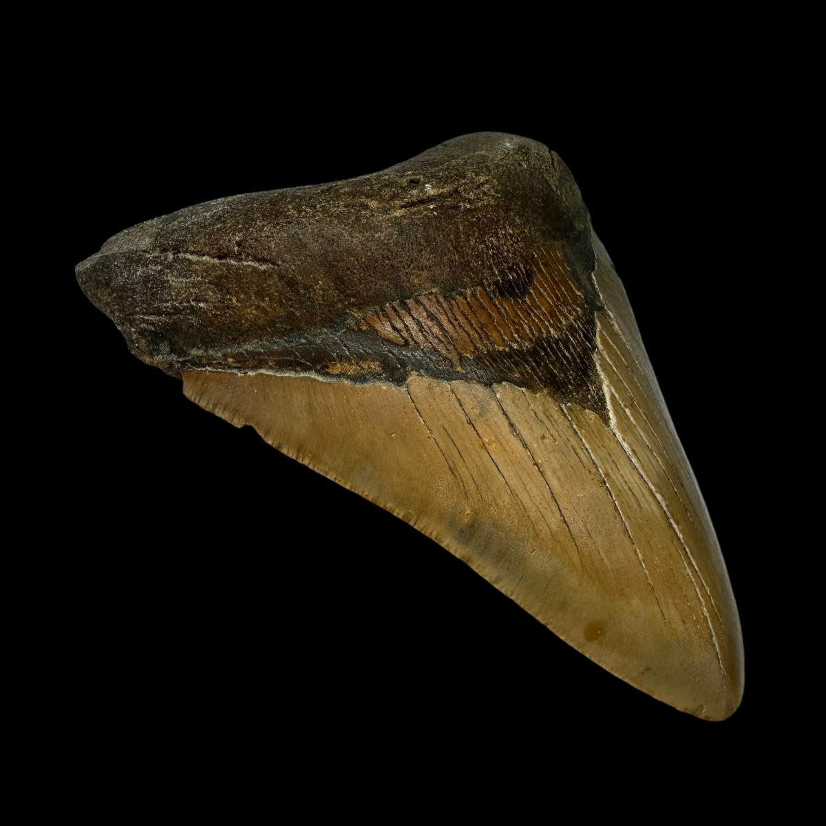4.62" Megalodon Tooth Fossil - Image 4