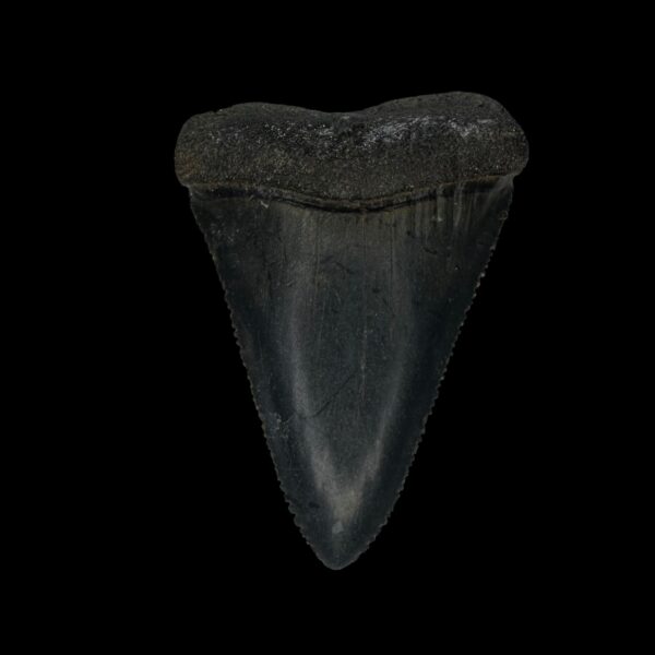 Great White Tooth Fossil 2.30"