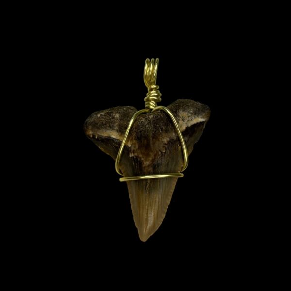 1.57" Snaggle Tooth Pendant