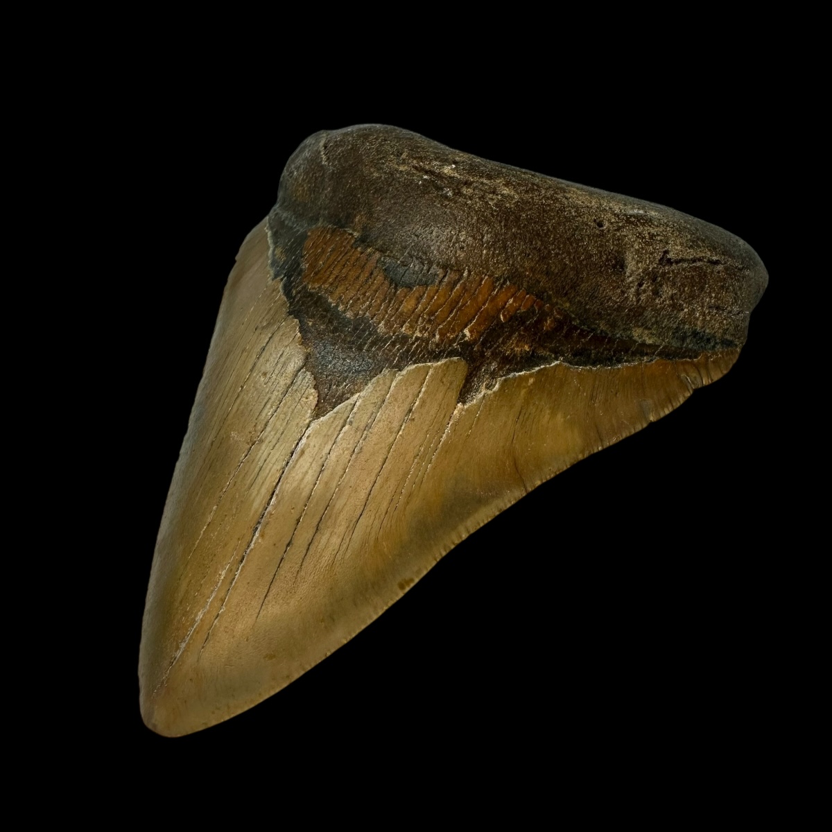 4.62" Megalodon Tooth Fossil - Image 3