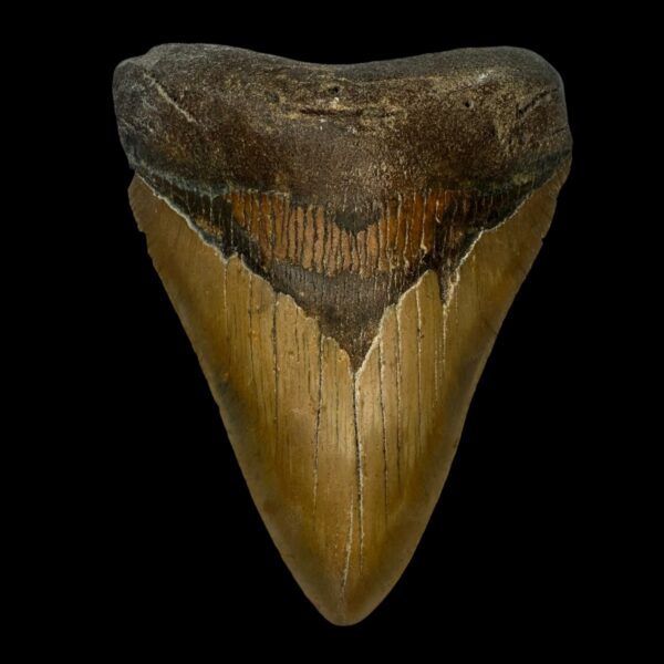 4.62" Megalodon Tooth Fossil