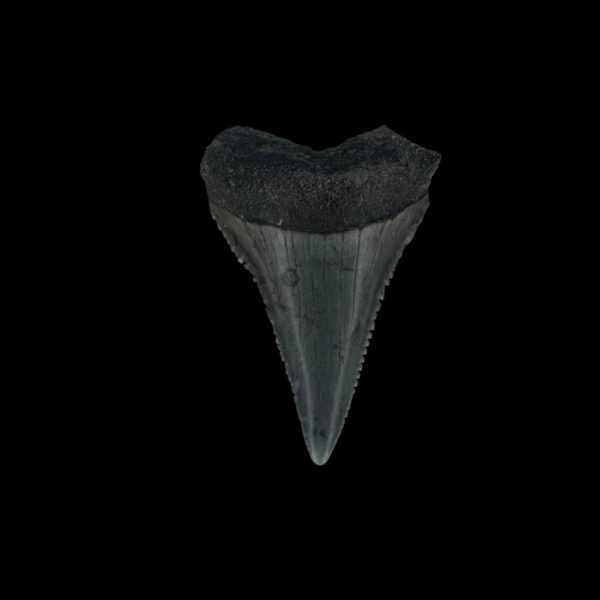 Great White Tooth Fossil 1.63"