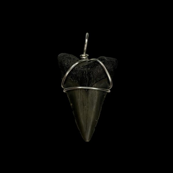 1.63" Megalodon Tooth Pendant