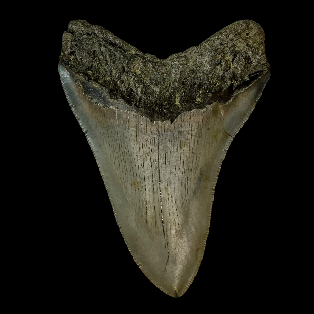4.50" Megalodon Tooth Fossil - Image 2