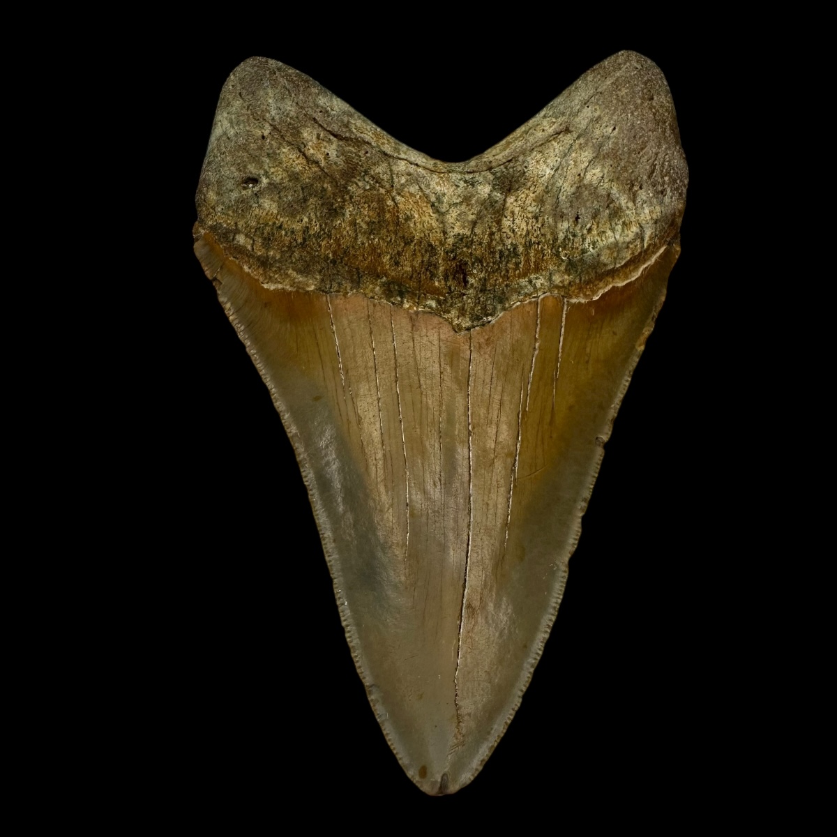 4.42" Megalodon Tooth Fossil - Image 2