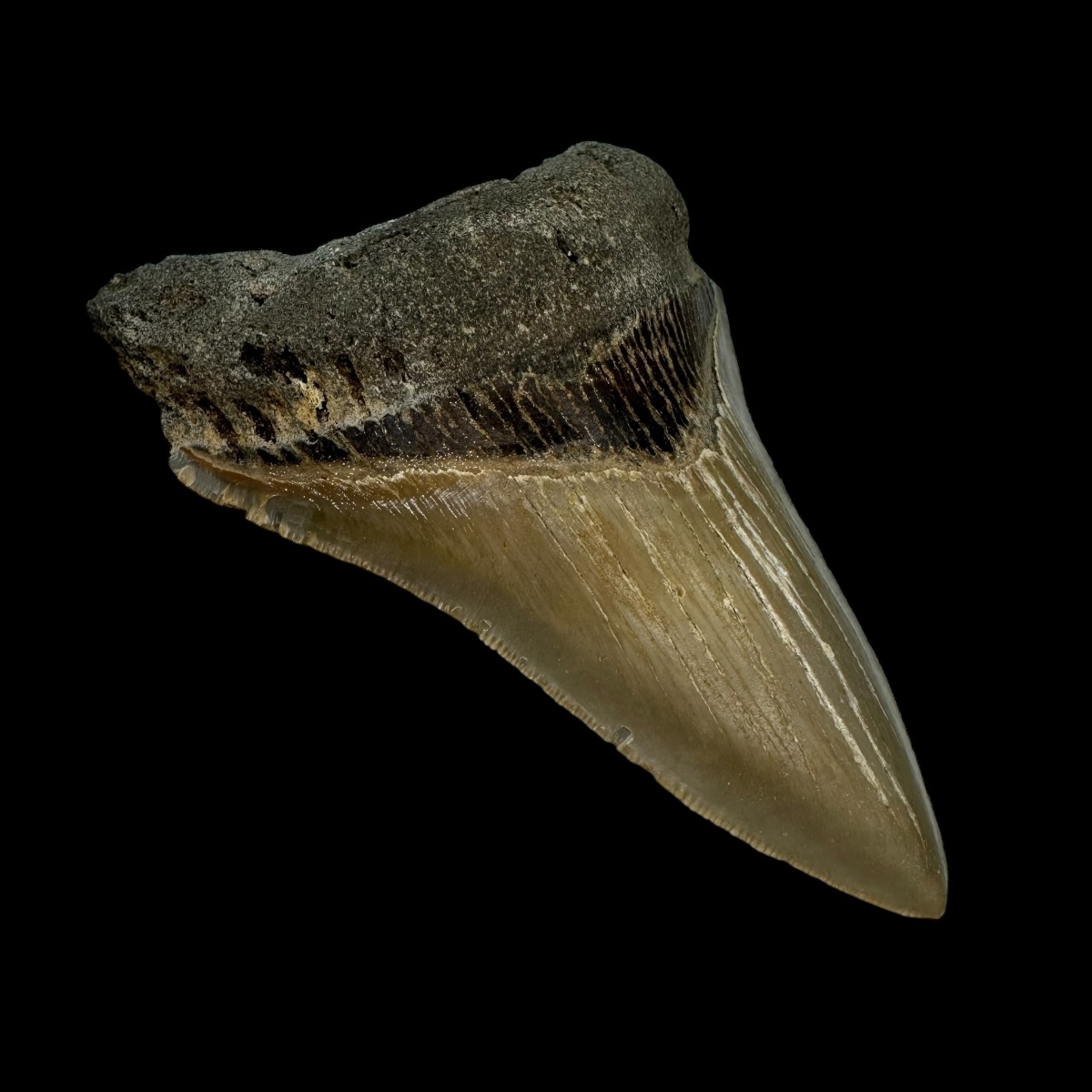 4.29" Serrated Megalodon Tooth Fossil - Image 4