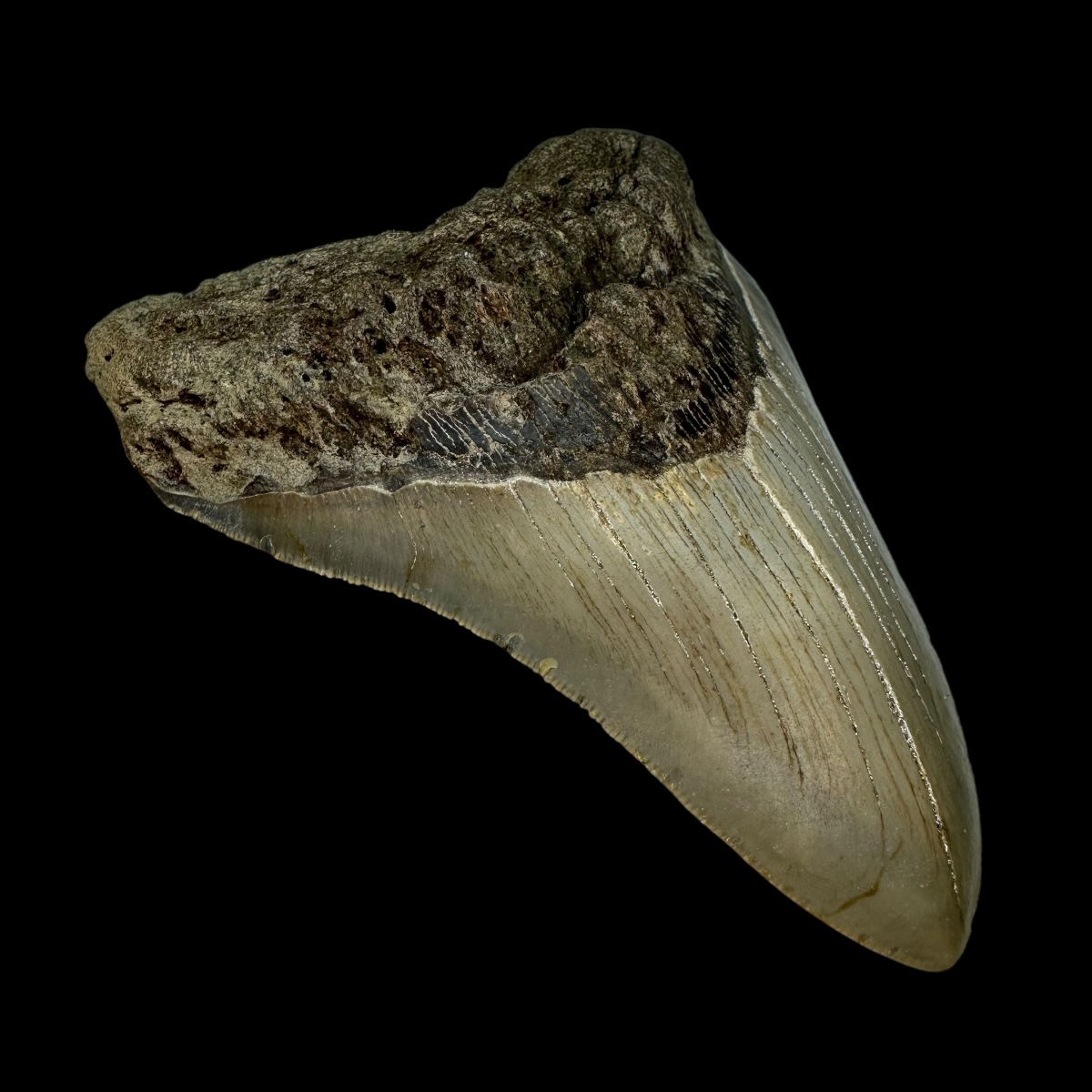 4.50" Megalodon Tooth Fossil - Image 4